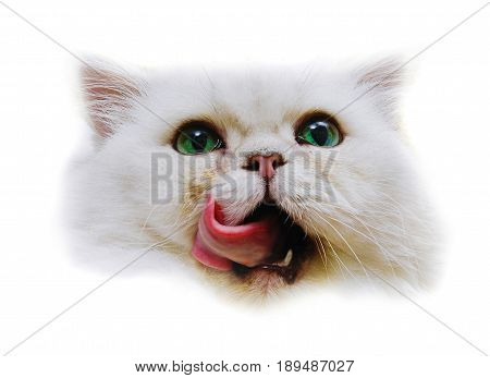 Yummy, white, cat with his tongue out in close-up, isolated white background.