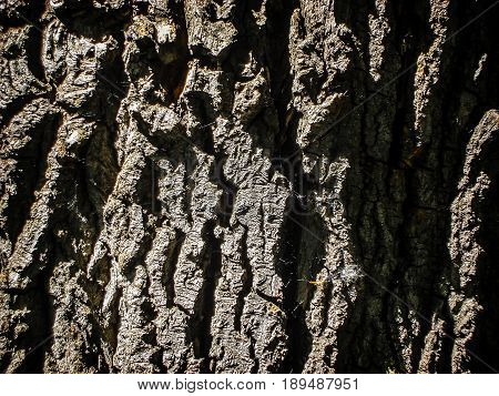 Old scabrous wood texture, big old tree, wooden background, bark texture