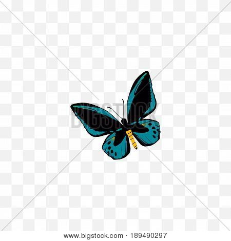 Realistic Lexias Element. Vector Illustration Of Realistic Demophoon Isolated On Clean Background. Can Be Used As Blue, Sky And Fly Symbols.