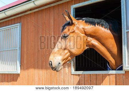 Thoroughbred chestnut color horse portrait in window of stable. Multicolored summertime outdoors horizontal image.