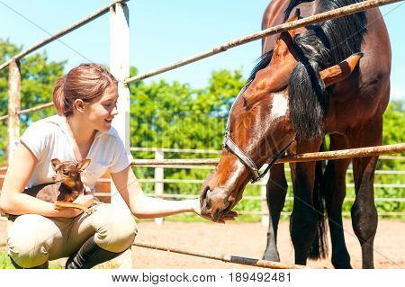 Young cheerful teenage redhead girl feeding her favorite chestnut horse and small dog. Vibrant colored outdoors horizontal image.