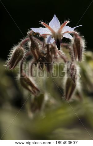 Flowers and buds of starflower Borage Borago officinalis herb.