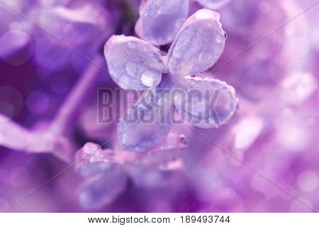 Flower violet lilac in water drops macro closeup image selective focus blurred effect