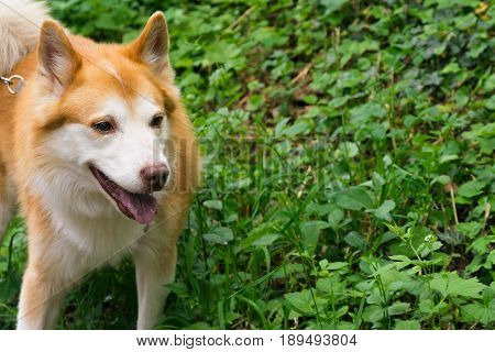 Icelandic Sheepdog Typical Home Pet Walking Around Daytime Stroll Park Happy Tongue Cute Pretty Anim