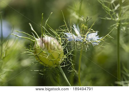 Flower and Seed pod of ragged lady buttercup plant
