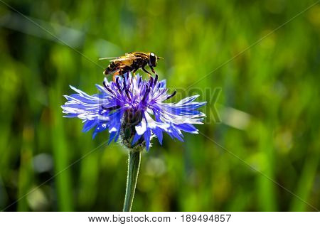 bee resting on blue cornflower blossom pollinating