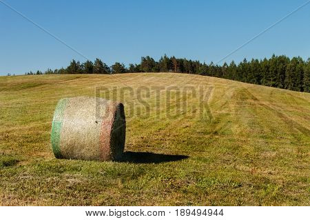 Hay bales on the meadow. Harvesting dried hay. Pushed meadow