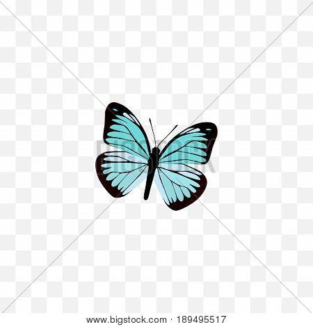 Realistic Demophoon Element. Vector Illustration Of Realistic Lexias Isolated On Clean Background. Can Be Used As Blue, Sky And Butterfly Symbols.