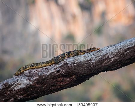 Blue-spotted Tree Monitor (varanus Macraei) On Branch, Thailand