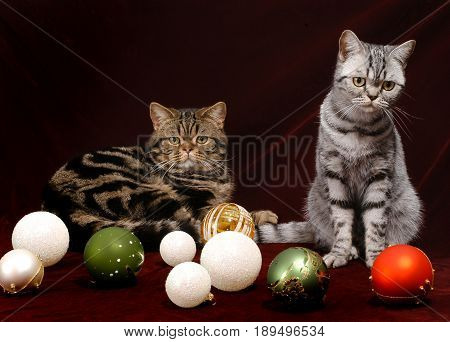 British Shorthair Tabby cat A male and female couple isolated on dark purple background, on top of Christmas decorations. Looking at us.
