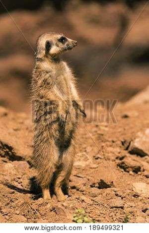 Single Male Surikata On Guard