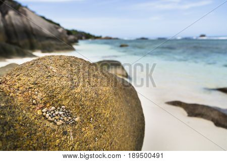 Sea Shells, La Digue, Seychelles