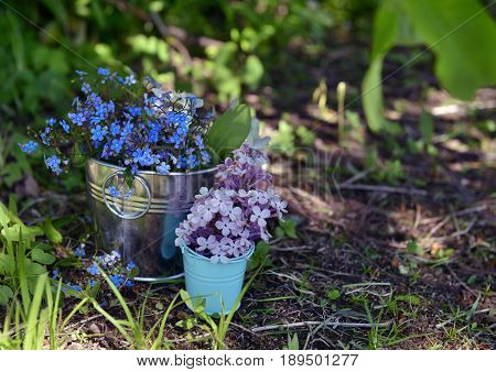 Still life with blue forget-me-not flowers and bunch of lilacs in the small buckets. Spring or summer time seasonal vintage background with flowers