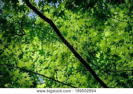 Green Trees At Sunny Day In Summer