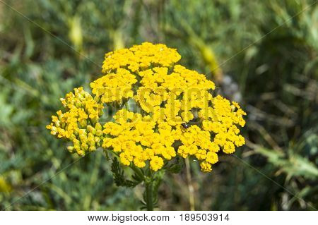 Medicinal herb used as medicine, hordeum murinum