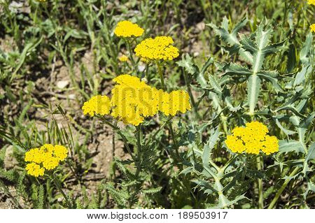 Medicinal herb used as medicine, hordeum murinum