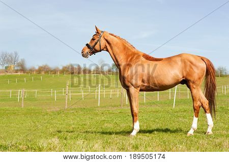 Thoroughbred chestnut standing on pasturage stallion. Multicolored exterior image with side view. Summertime outdoors.