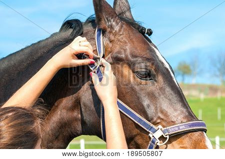 Women owner harnessing the stallion. Multicolored summertime outdoors image.