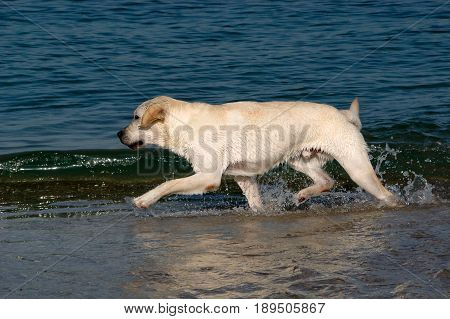 Labrador retriever dog runs in the sea, splashing water.