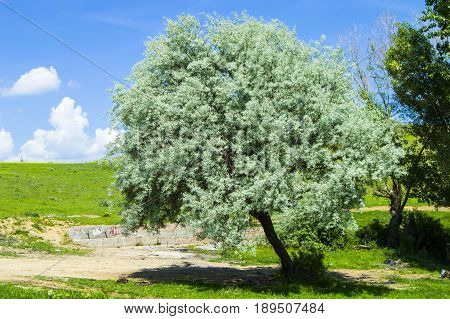 A fragrant tree that glows with the arrival of spring, spindle tree