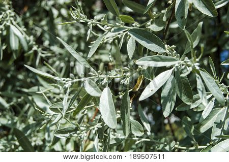 A fragrant tree that glows with the arrival of spring, spindle tree