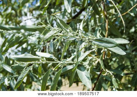 A fragrant tree that glows with the arrival of spring, spindle tree