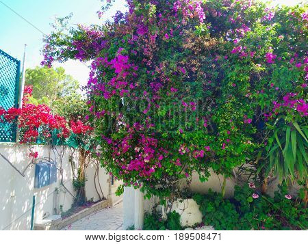 traditional terrace with flowering bushes architecture detail in Greece