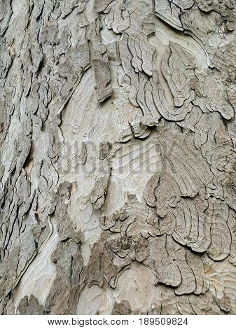 grey sycamore bark rough textured with layers