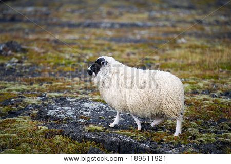 White Woolly Icelandic Sheep in Iceland, Europe.
