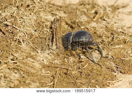Dung beetle digging down into some fresh elephant droppings