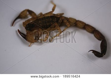 Scorpion :A small venomous scorpion ,Centruroides vittatus