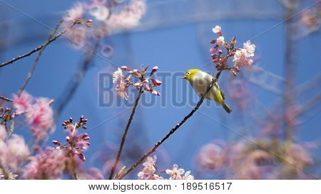 Pink Cherry blossom, sakura flowers , for background.