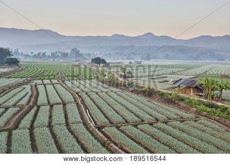 Shallots field with mountain background, in Thailand