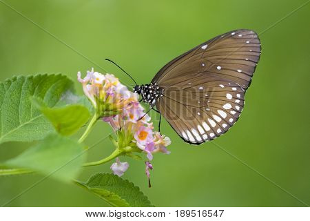 Beautiful butterfly perched on a flower. Insect Animals.