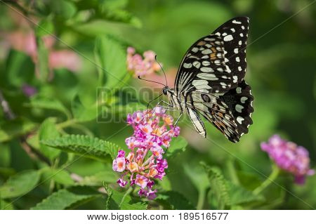 Beautiful butterfly perched on a flower. Insect Animals.