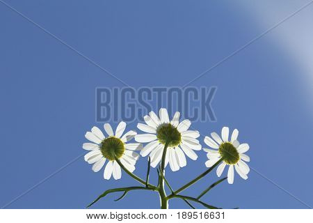 anthemis tinctoria Wargrave , againt sun for background