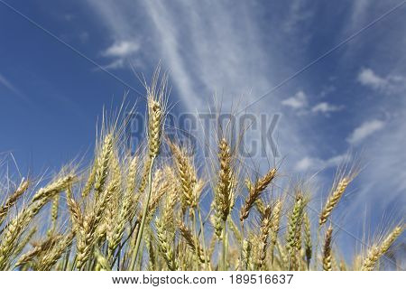 Wheat field with cloud blue sky in background
