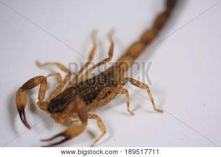 Scorpion :A small venomous scorpion ,Centruroides vittatus