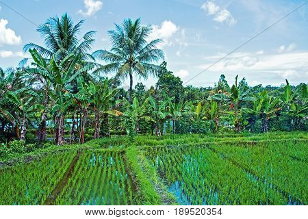 Rice fields, Senaru, Lombok, Indonesia, Southeast Asia, Asia