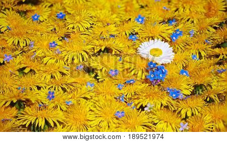 Background made of many of sow-thistle, dandelions. Summer