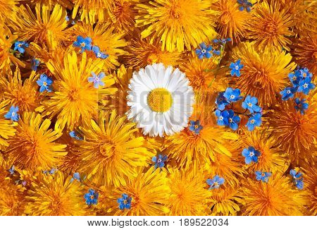 Background made of many of sow-thistle, dandelions. Summer