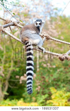 Lemur catta in Prague zoo. Ring tailed lemur sitting on rope-ladder. Summertime outdoors.