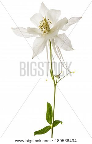 Flower Of Catchment, Lat. Aquilegia, Isolated On White Background