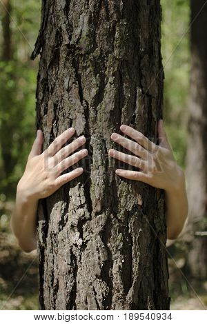 Close-up view of female hands embracing tree trunk in forest