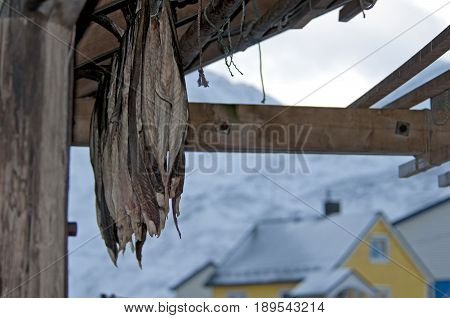 Stockfish Norway