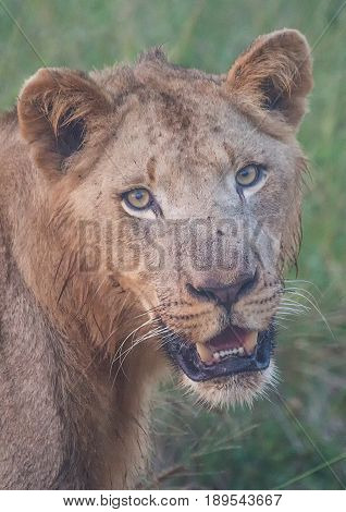 Afrion Lion In The Savannah At The Hlane Royal National Park, Swaziland
