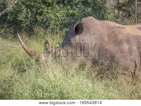 White Rhinoceros In The Savannah At Hlane Royal National Park, Swaziland