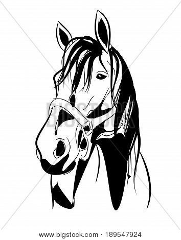 Illustration of horse head with halter on white background