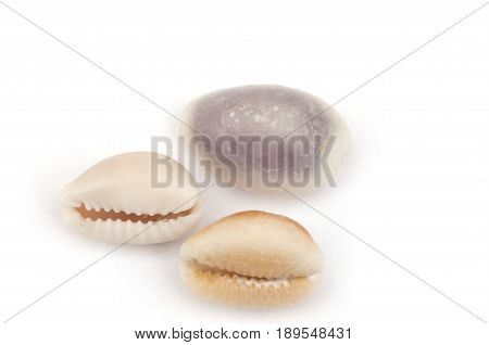Cowry Shells