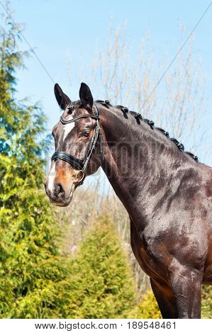 Purebred braided horse portrait. Multicolored summertime outdoors image.